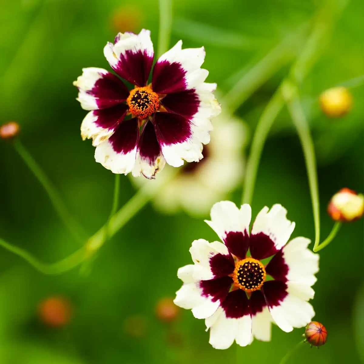 Coreopsis Seeds - Whirligig