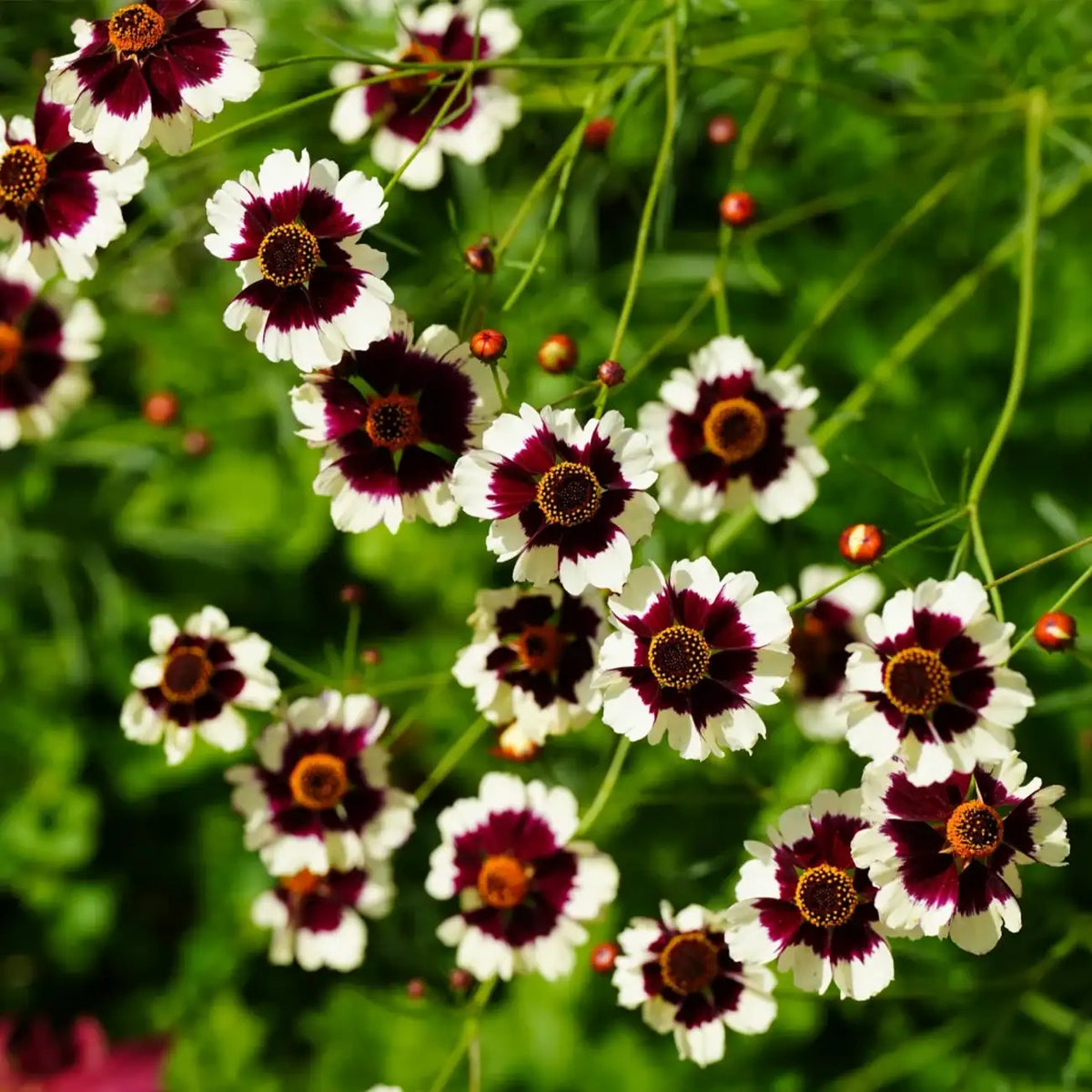 Coreopsis Seeds - Whirligig