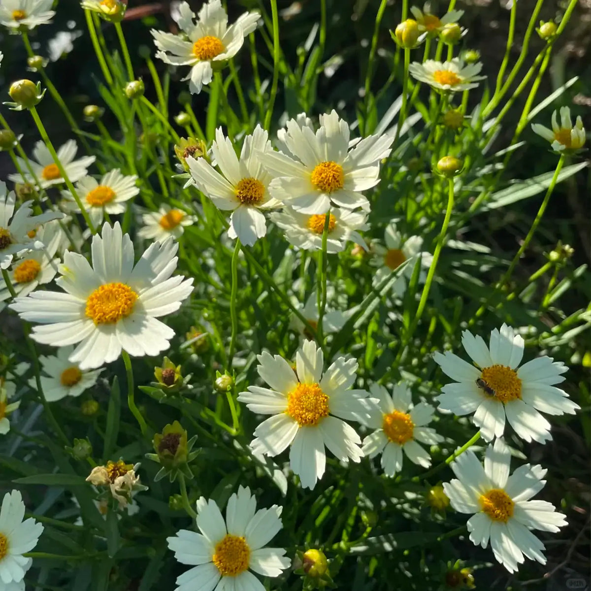 Coreopsis Seeds - Nebula