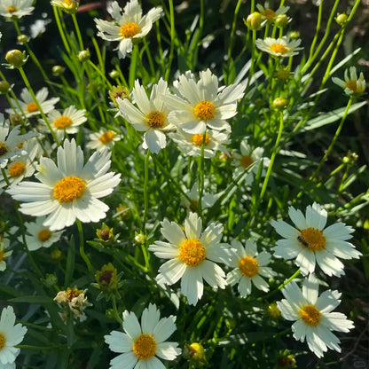 Coreopsis Seeds - Nebula