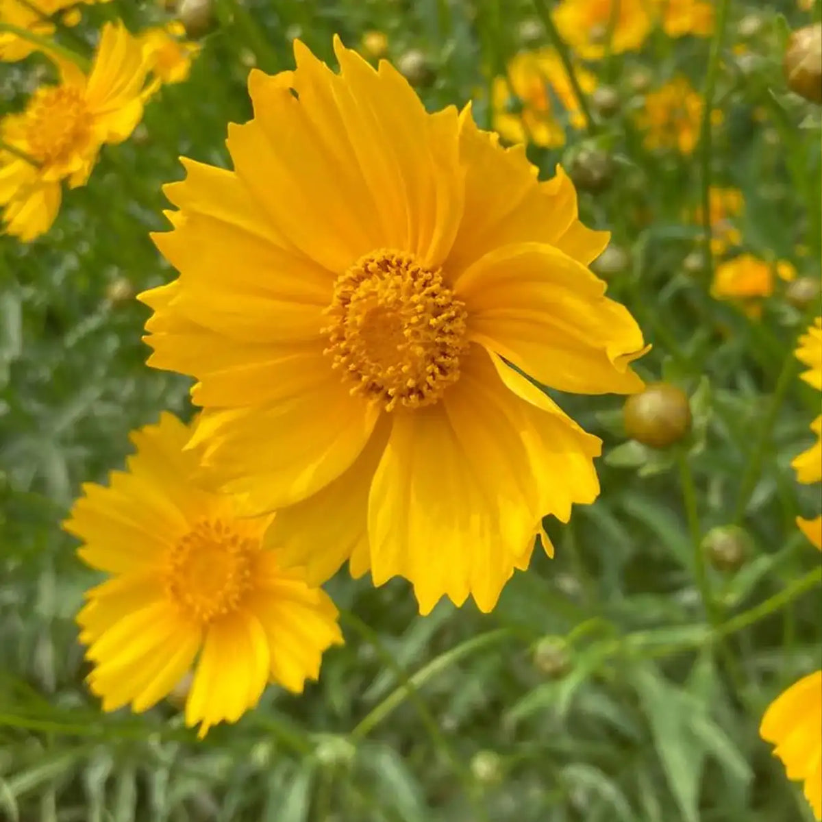 Coreopsis Seeds