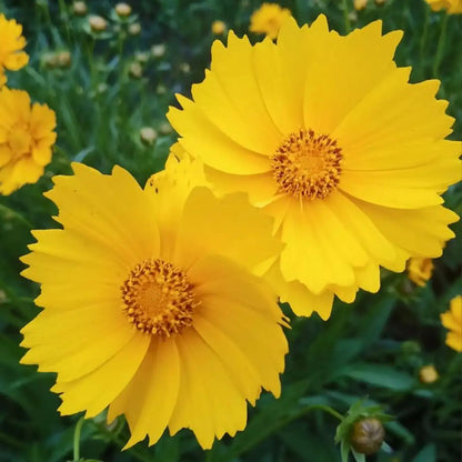 Coreopsis Seeds