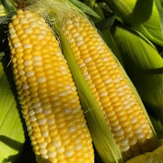 Corn Seeds, On Deck Hybrid