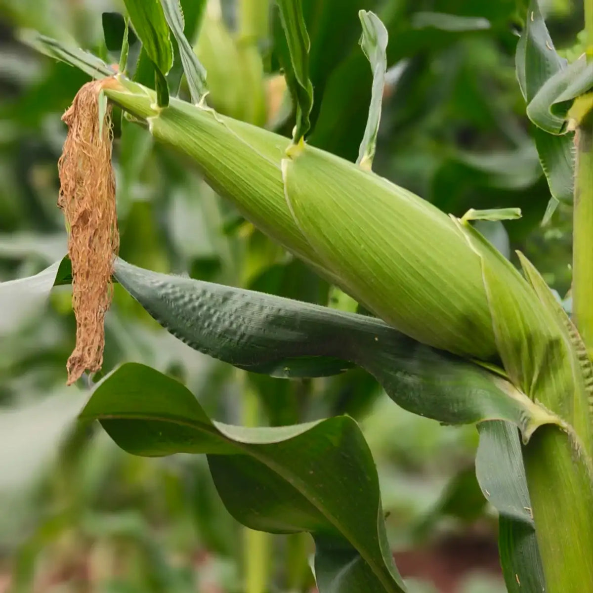 Corn Seeds, On Deck Hybrid