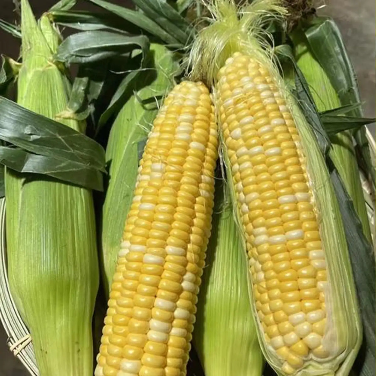 Corn Seeds, On Deck Hybrid