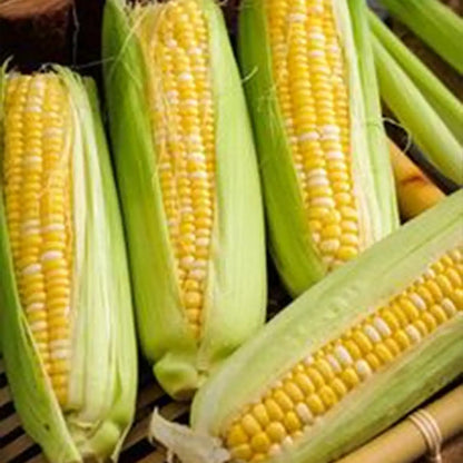 Corn Seeds, On Deck Hybrid