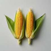 Corn Seeds
