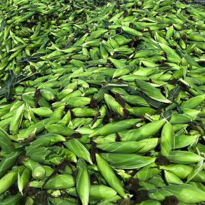 Corn Seeds