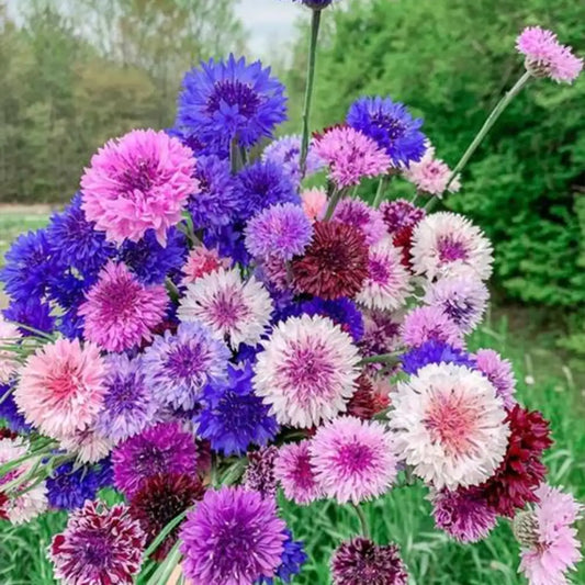 Cornflower Seeds - Double Mix