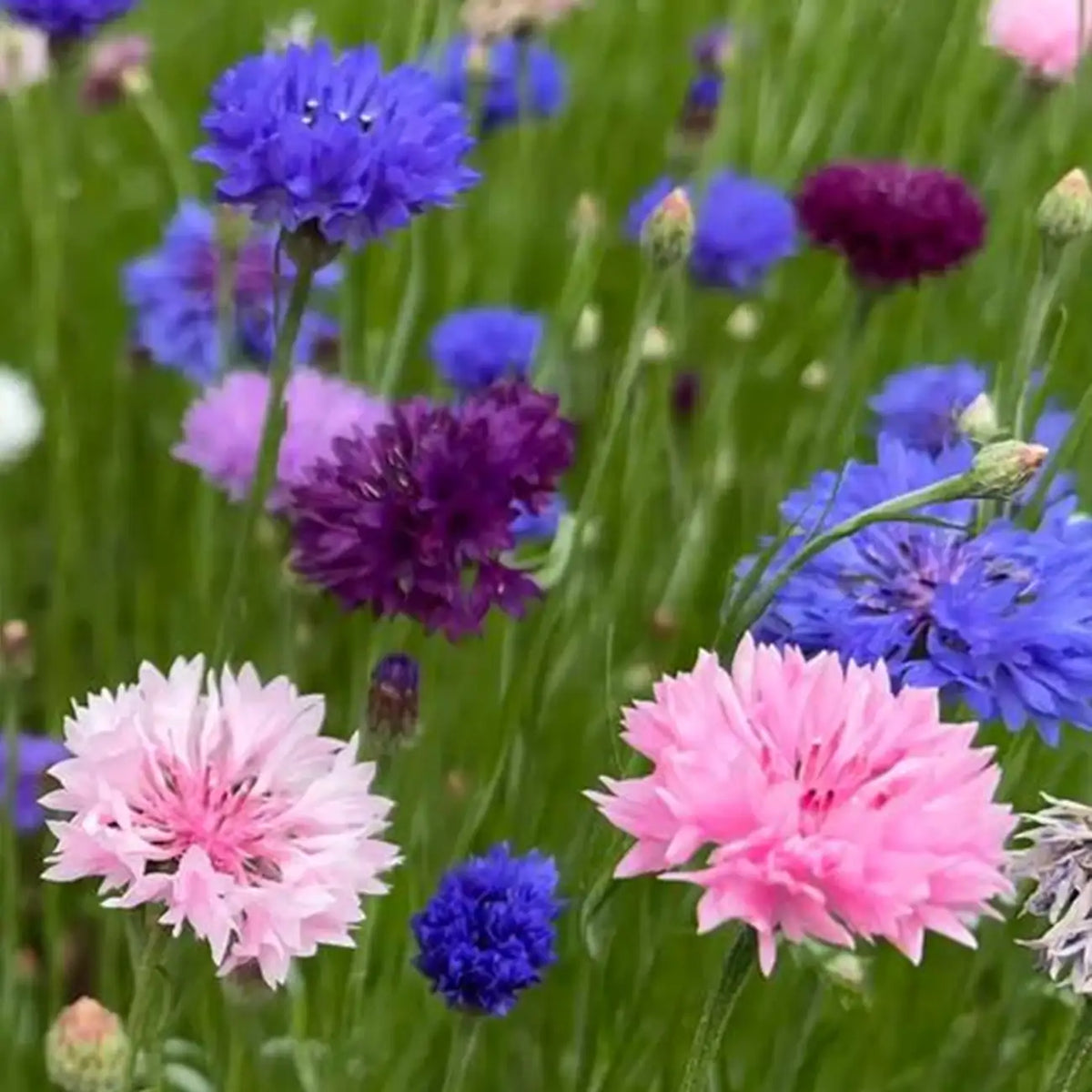 Cornflower Seeds - Double Mix