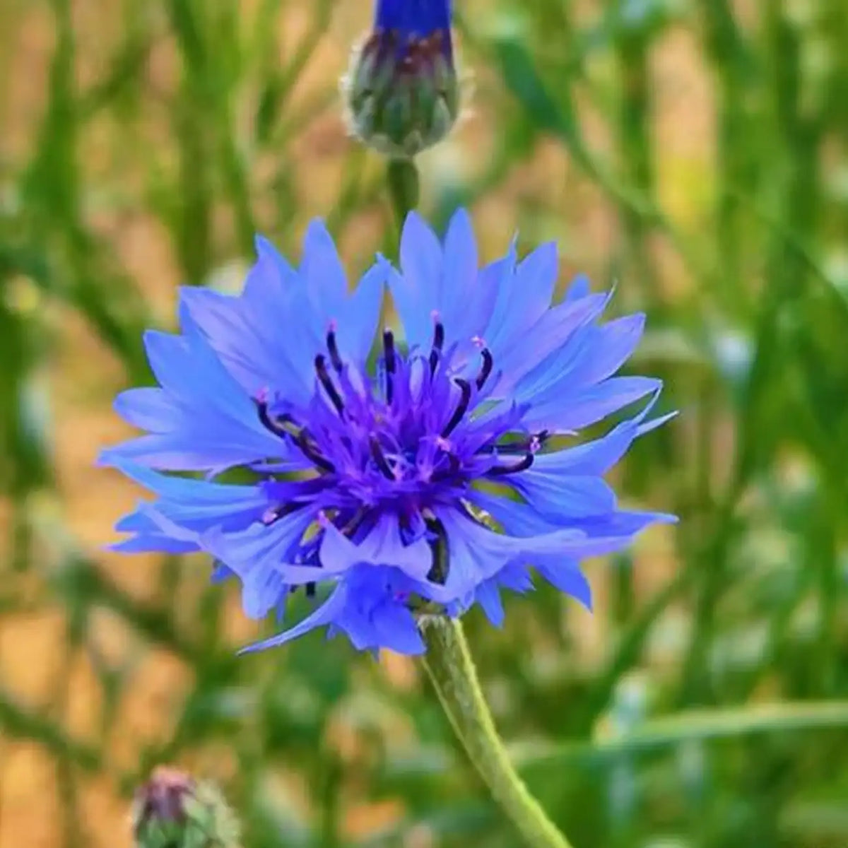 Cornflower Seeds - Blue