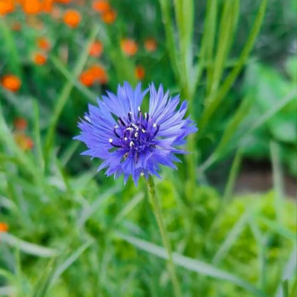 Cornflower Seeds - Blue