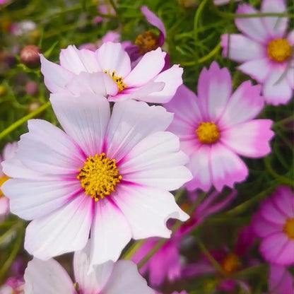 Cosmos Bipinnatus Seeds