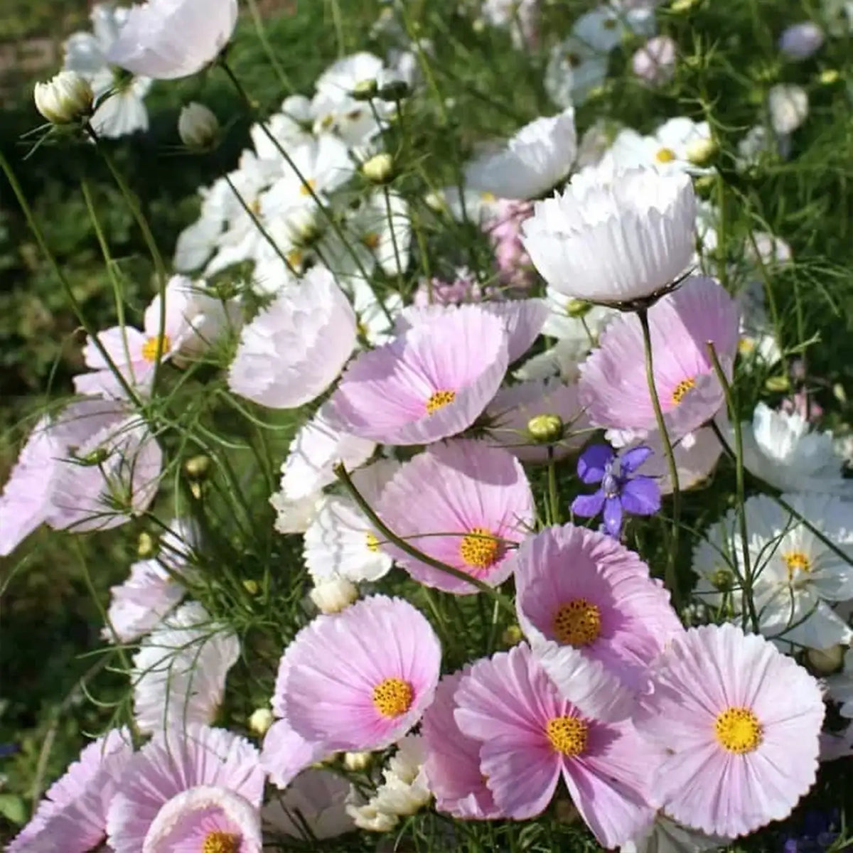 Cosmos Bipinnatus Seeds