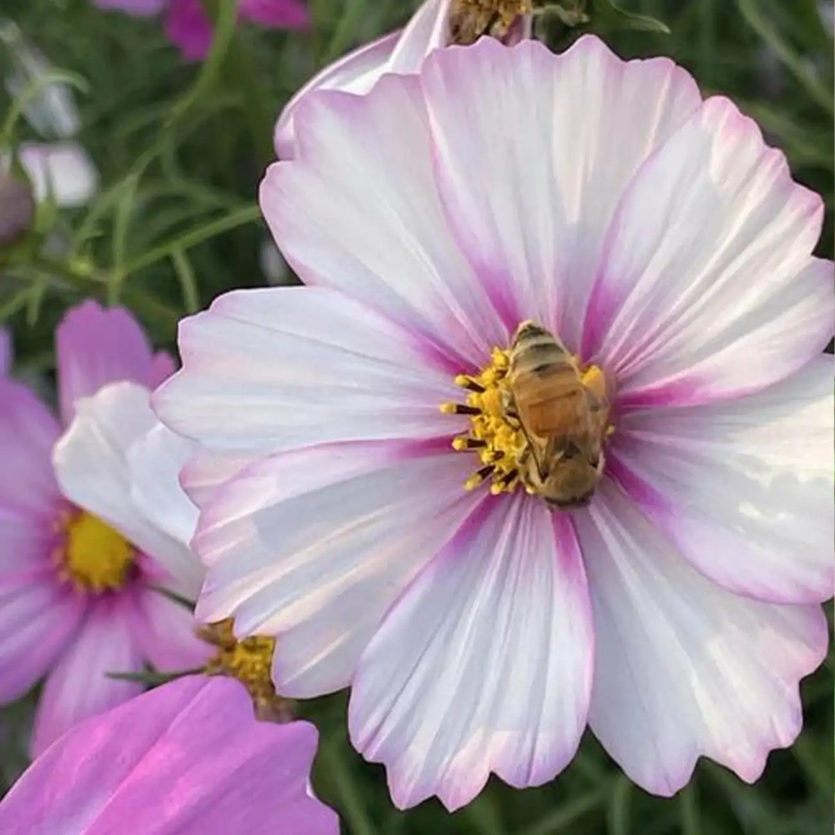 Cosmos Bipinnatus Seeds