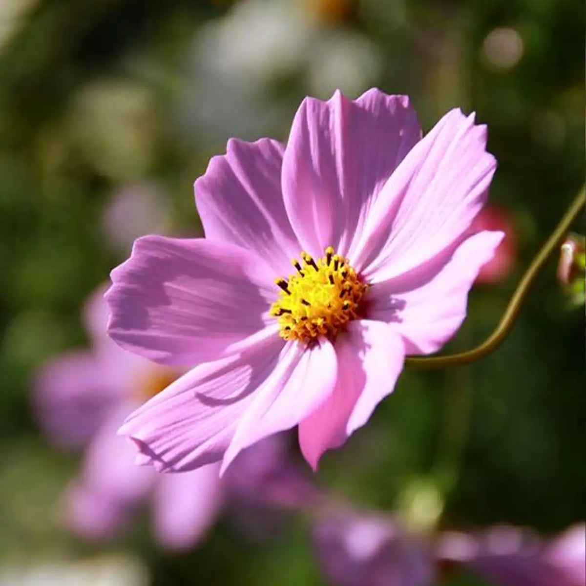 Cosmos Seeds
