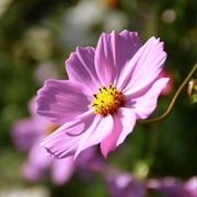 Cosmos Seeds