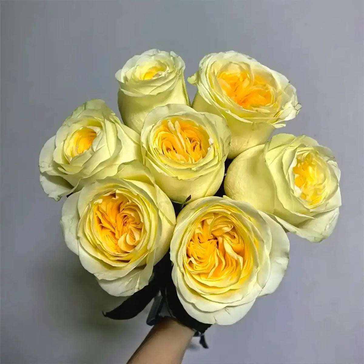 Cream Cup Rose Seed