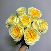 Cream Cup Rose Seed