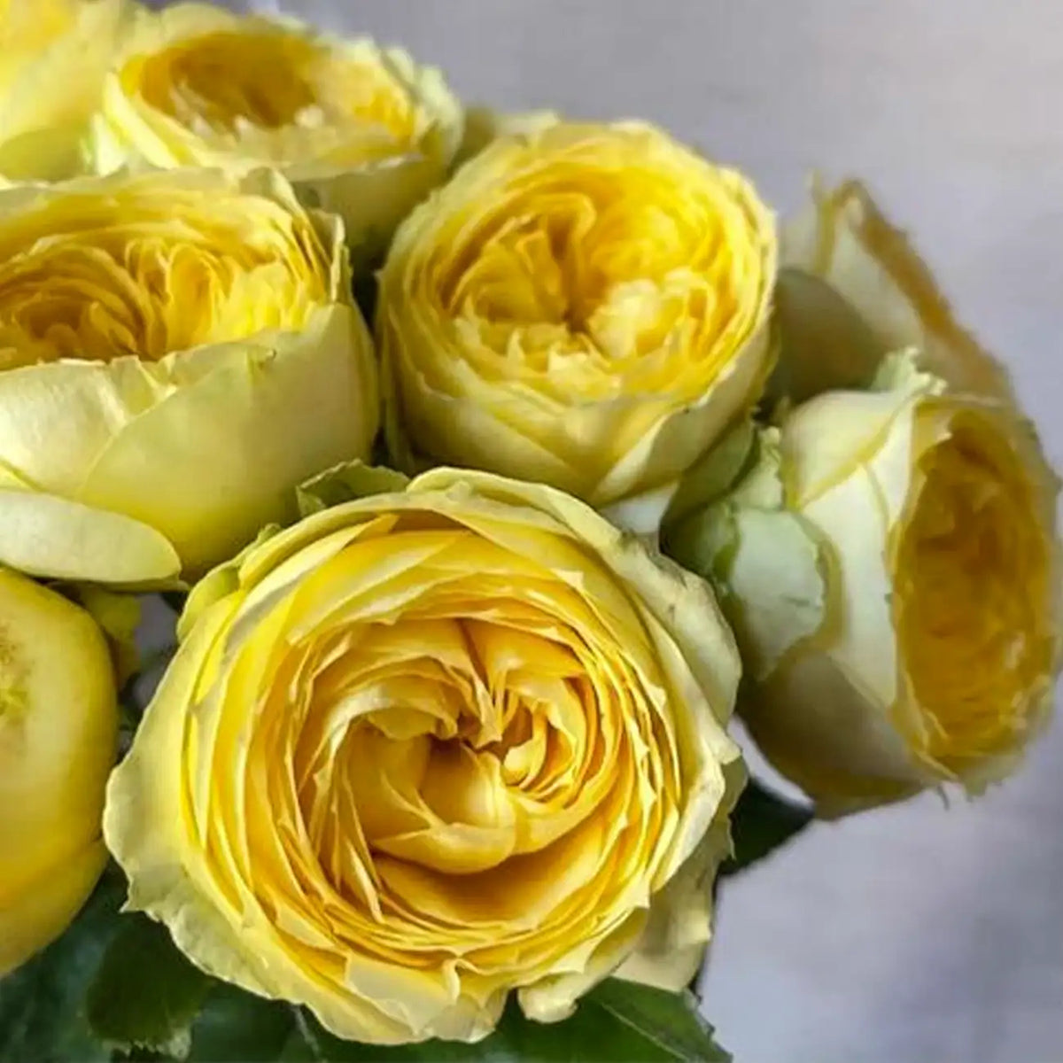 Cream Cup Rose Seed