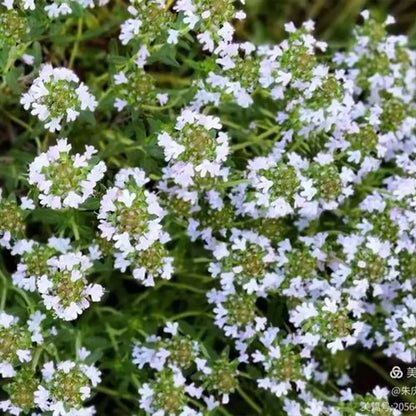 Creeping Thyme Seeds White Beautiful Ground Cover