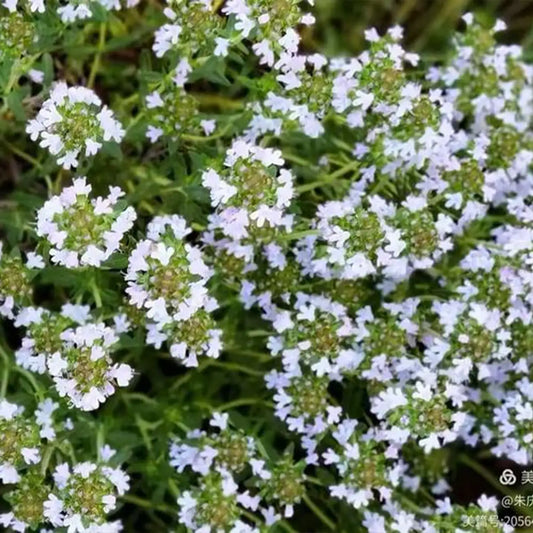 Creeping Thyme Seeds White Beautiful Ground Cover