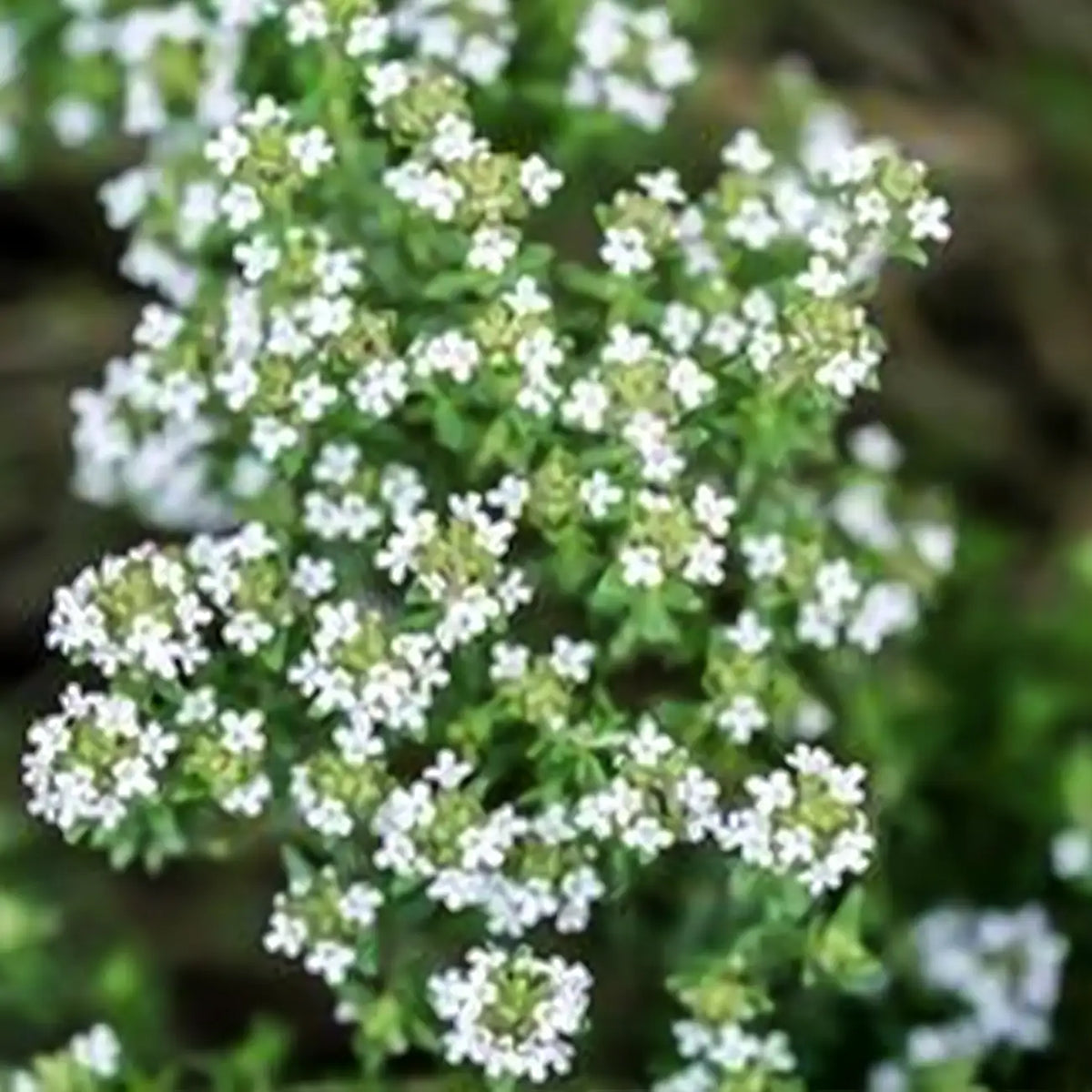 Creeping Thyme Seeds White Beautiful Ground Cover
