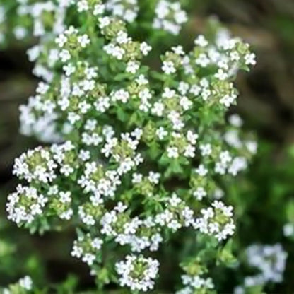 Creeping Thyme Seeds White Beautiful Ground Cover