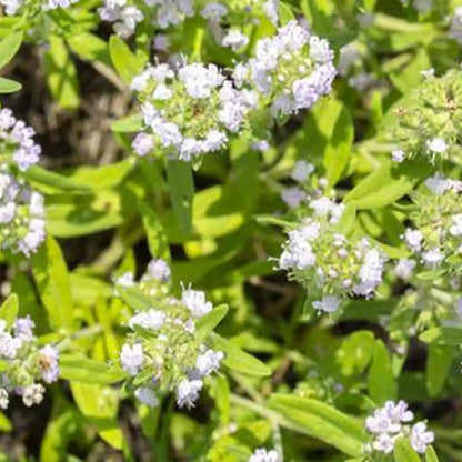 Creeping Thyme Seeds White Beautiful Ground Cover