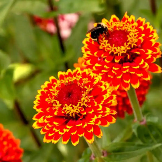 Crouching Tiger Zinnia Seeds
