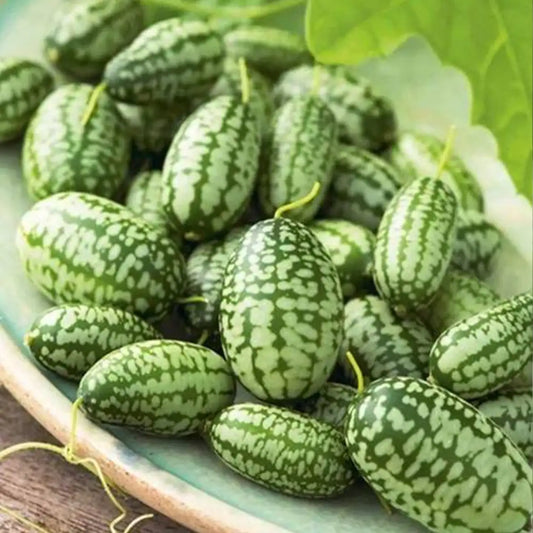 Cucamelon Mexican Sour Gherkin Seeds