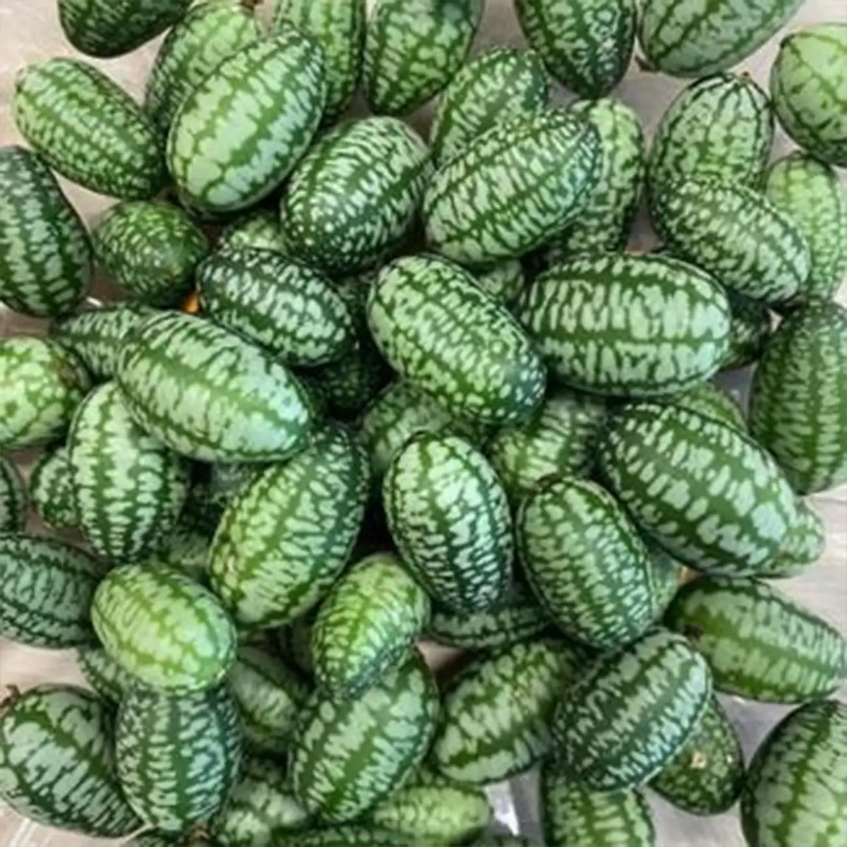 Cucamelon Mexican Sour Gherkin Seeds