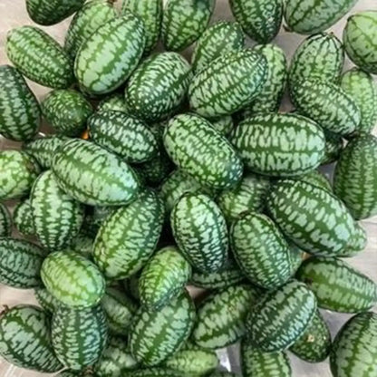 Cucamelon Mexican Sour Gherkin Seeds