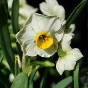 Daffodils Seeds - White Trumpet
