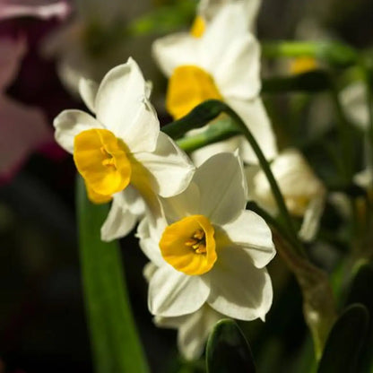 Daffodils Seeds - White Trumpet