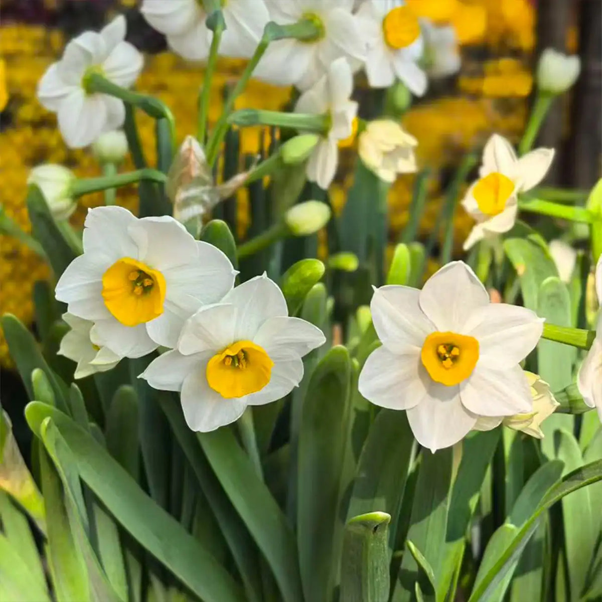Daffodils Seeds - White Trumpet