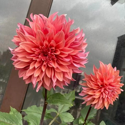 Dahlias Seeds-Fiery Cascade