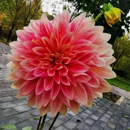 Dahlias Seeds-Fiery Cascade