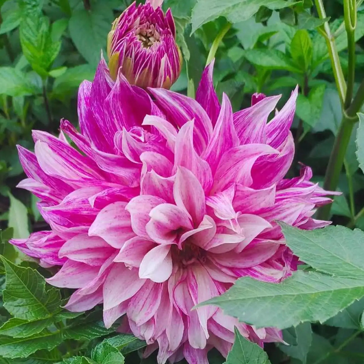 Dahlias Seeds-Fuchsia Burst