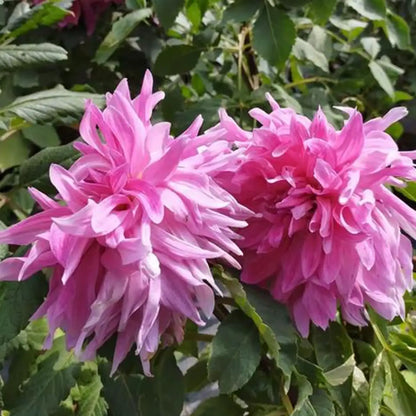 Dahlias Seeds-Fuchsia Burst