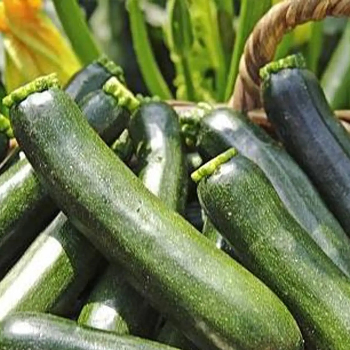 Dark Green Heirloom Zucchini Squash Seeds