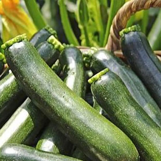 Dark Green Heirloom Zucchini Squash Seeds