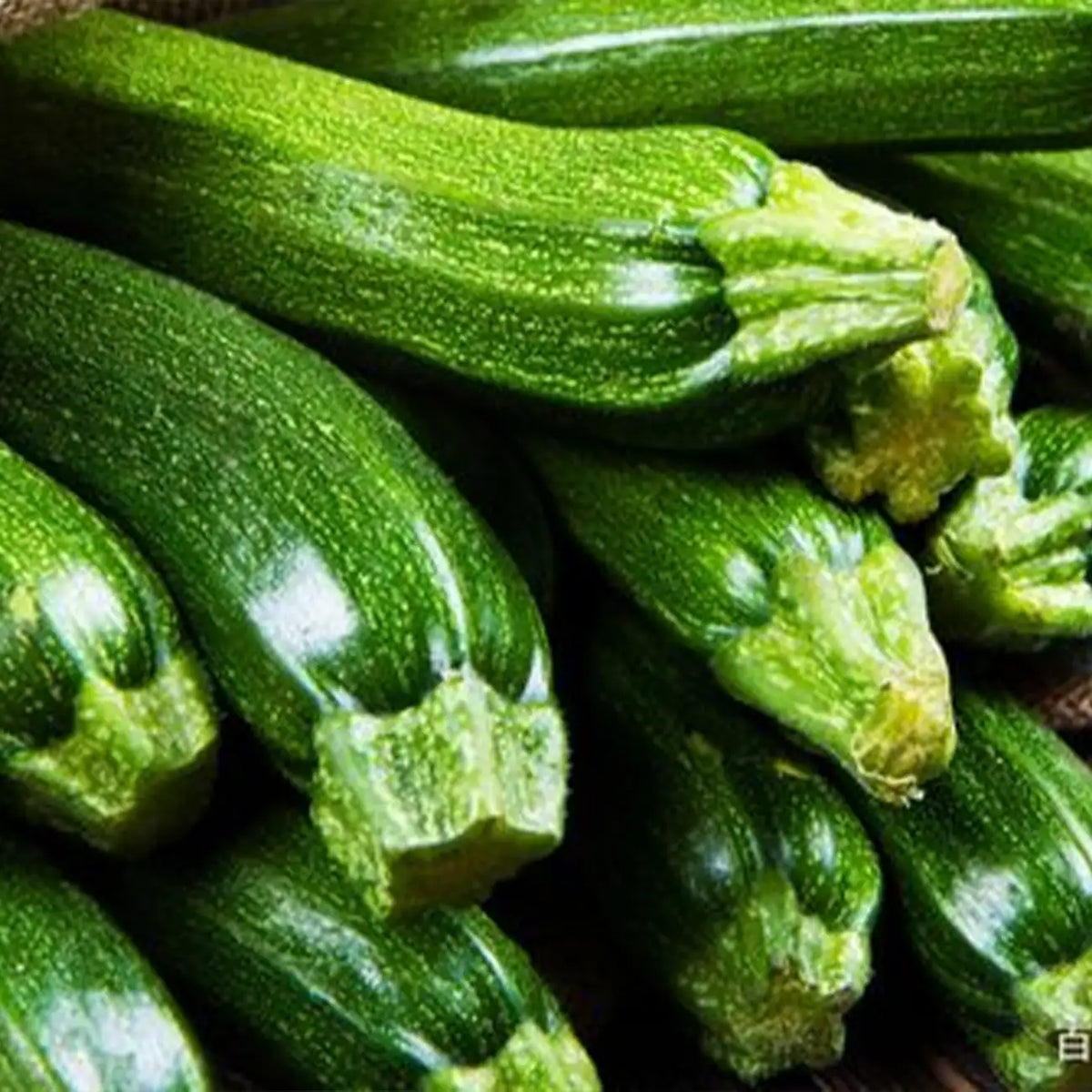 Dark Green Heirloom Zucchini Squash Seeds