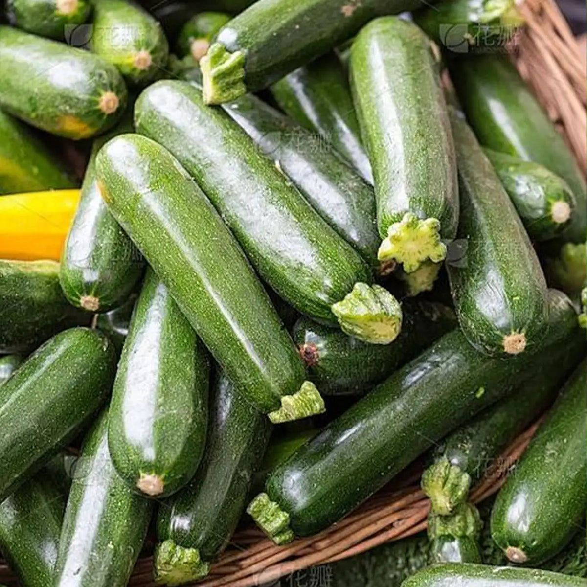 Dark Green Heirloom Zucchini Squash Seeds