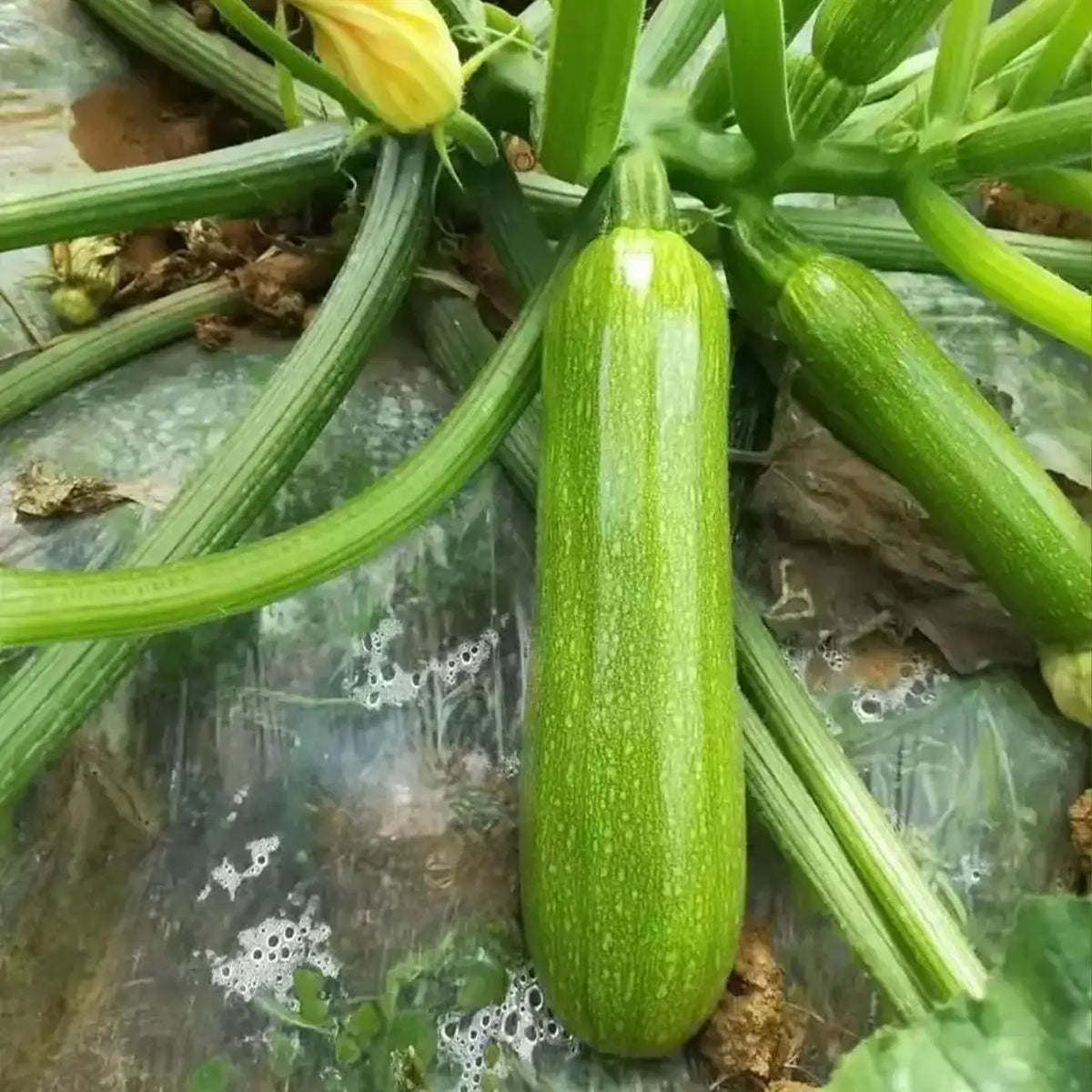 Dark Green Heirloom Zucchini Squash Seeds