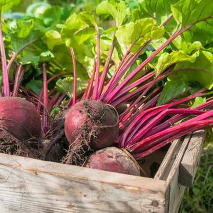 Detroit Dark Red Beet Seeds