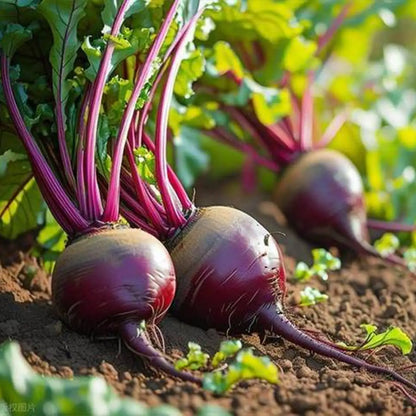 Detroit Dark Red Beet Seeds
