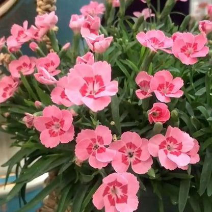 Dianthus ‘Peach Pie’ Seeds