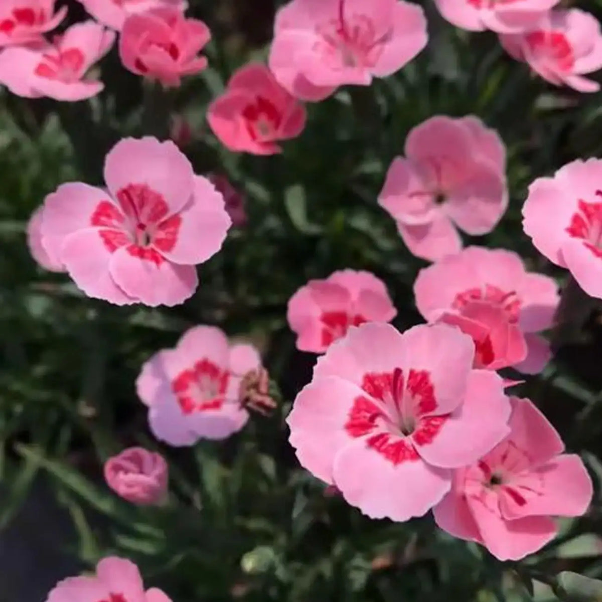 Dianthus ‘Peach Pie’ Seeds