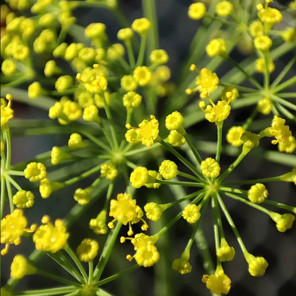 Dill Seeds